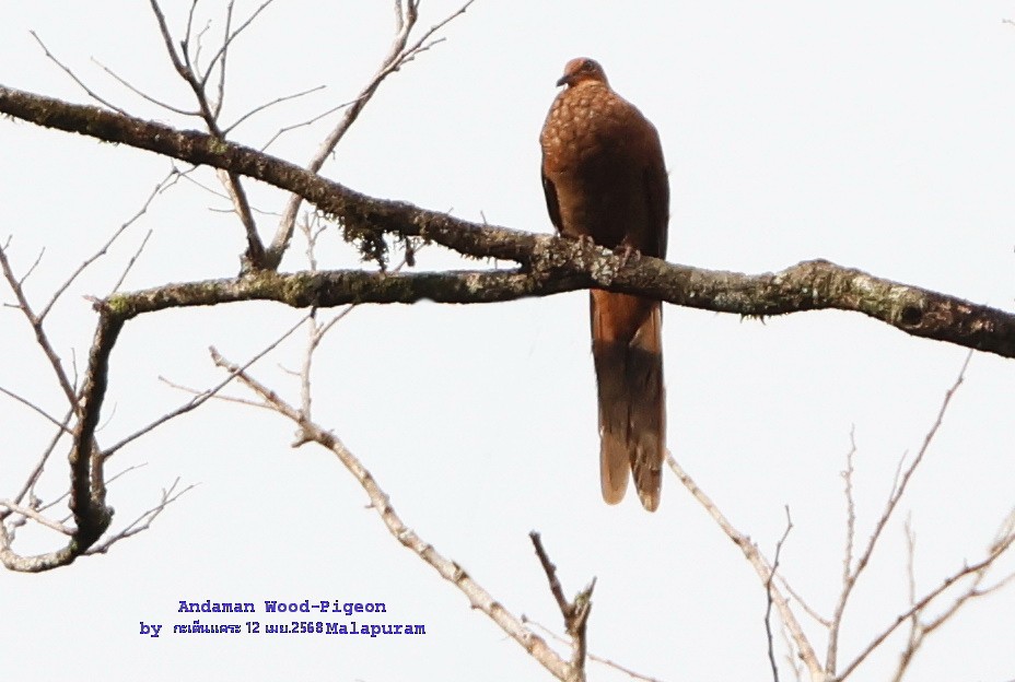 Andaman Cuckoo-Dove - ML634081363