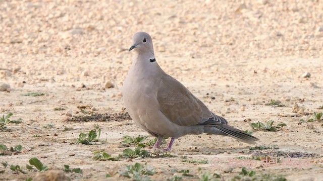 Usapal turkiarra - ML634081442