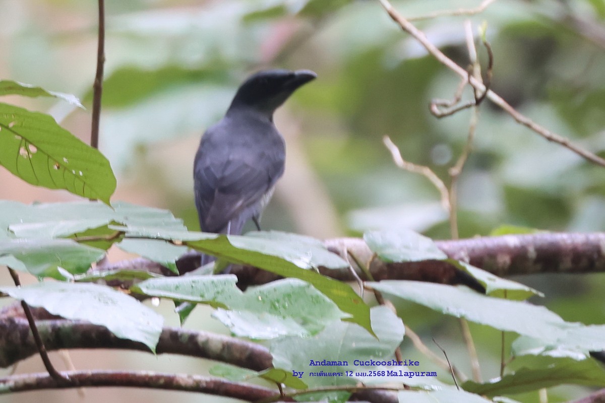 Andaman Cuckooshrike - ML634081447