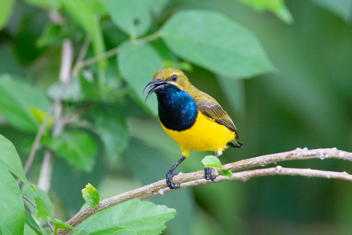 Sahul Sunbird - ML634081522