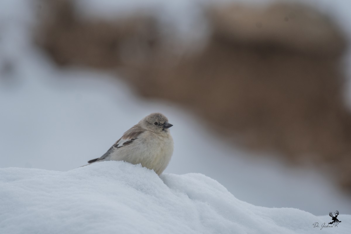 Black-winged Snowfinch - ML634081532
