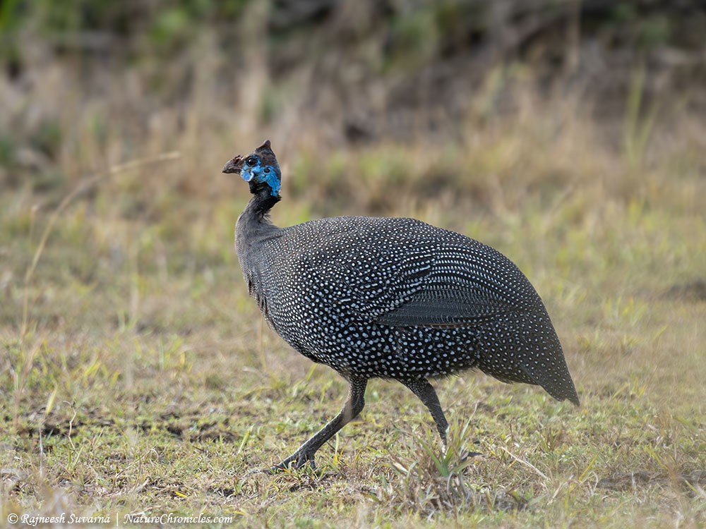 Helmeted Guineafowl - ML634081534