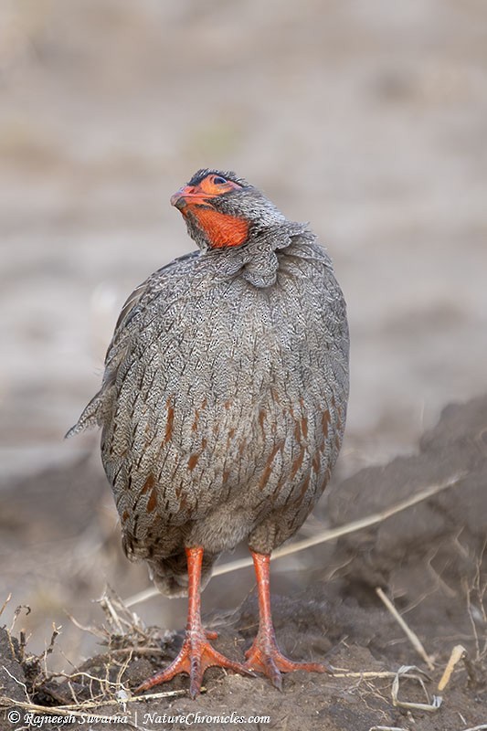 Red-necked Spurfowl - ML634081541