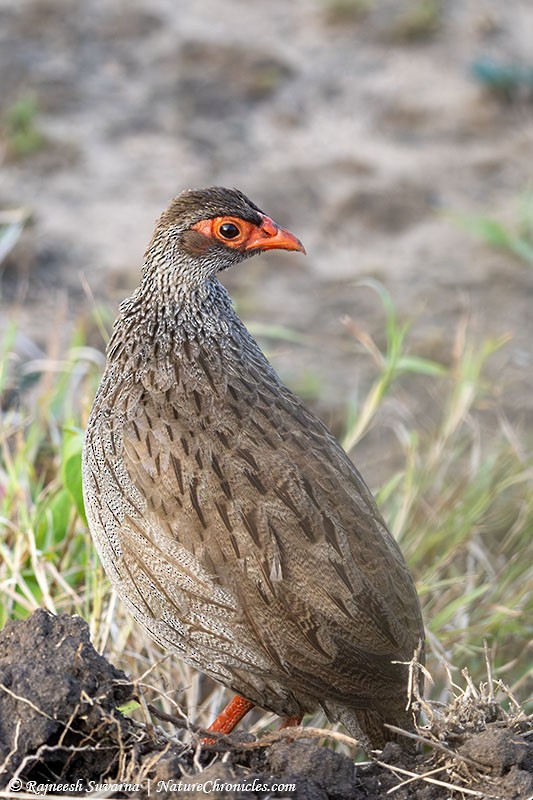 Red-necked Spurfowl - ML634081542