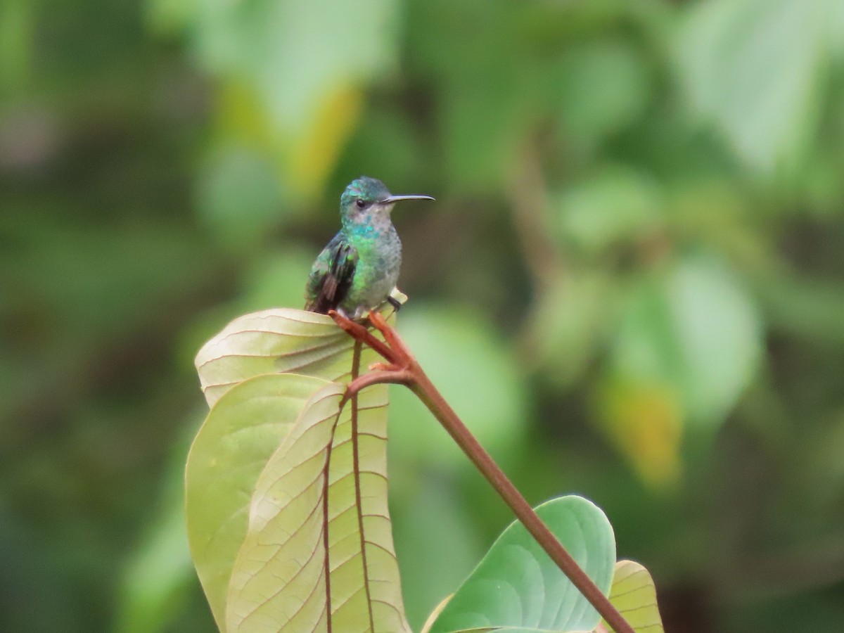 Golden-tailed Sapphire - ML634081554
