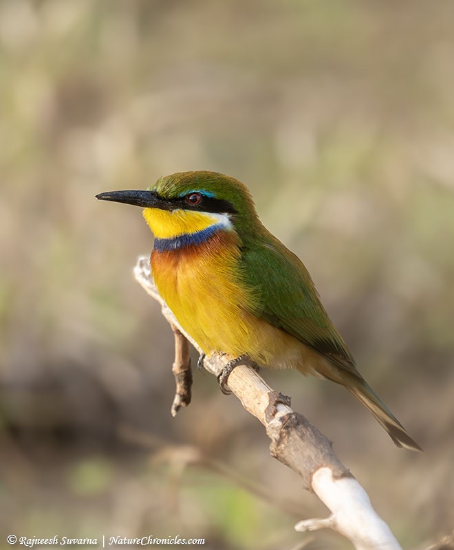 Blue-breasted Bee-eater - ML634081557