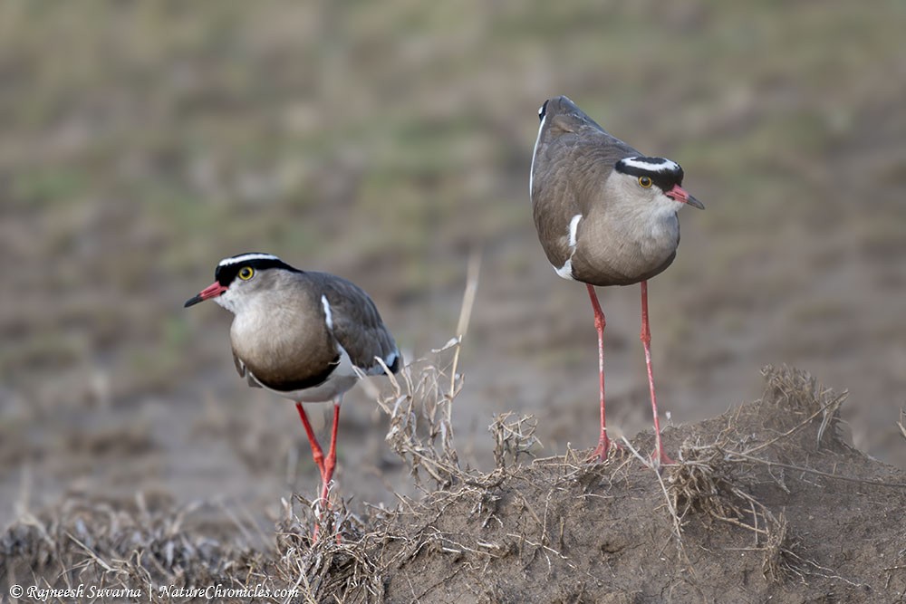 Crowned Lapwing - ML634081598