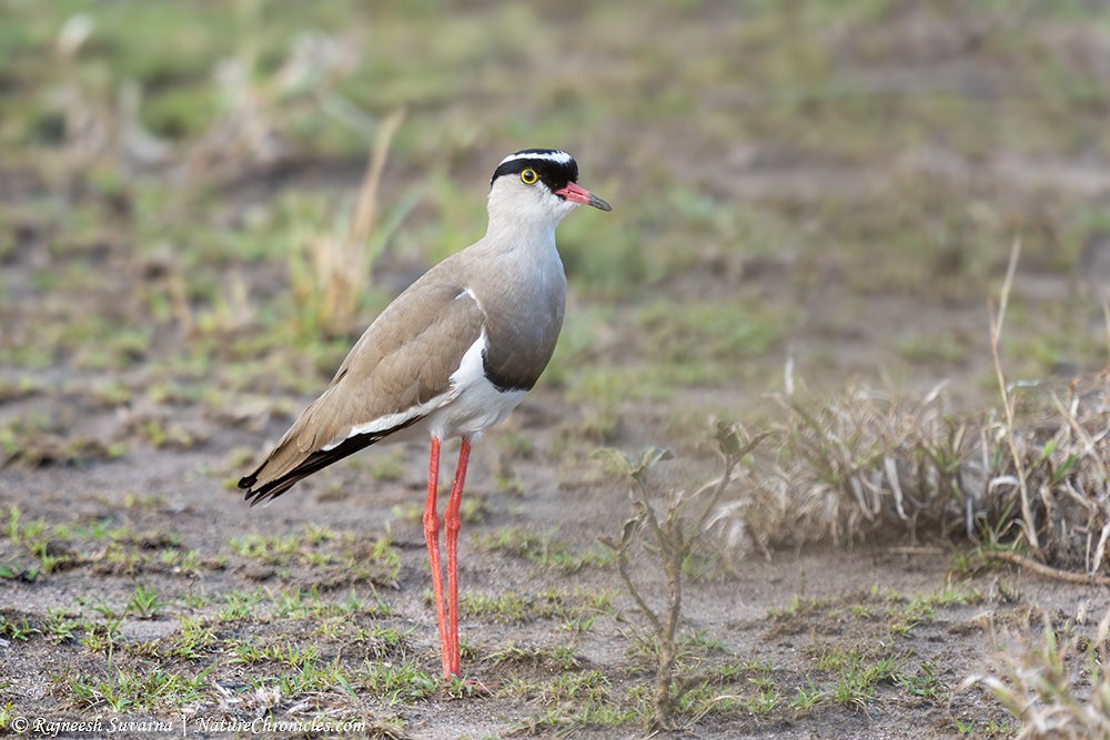 Crowned Lapwing - ML634081599