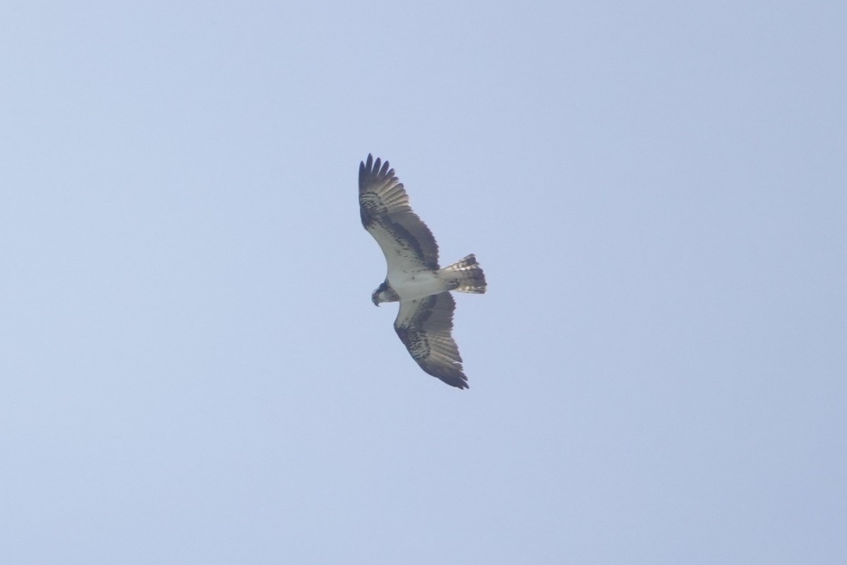 Osprey - ML634081612