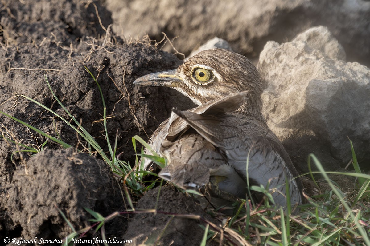 Water Thick-knee - ML634081635