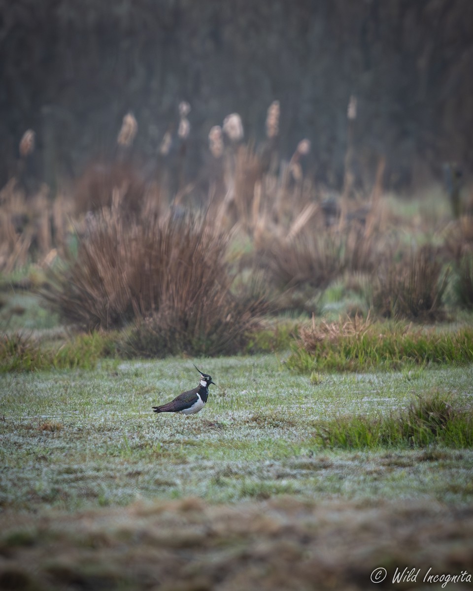 Northern Lapwing - ML634081661