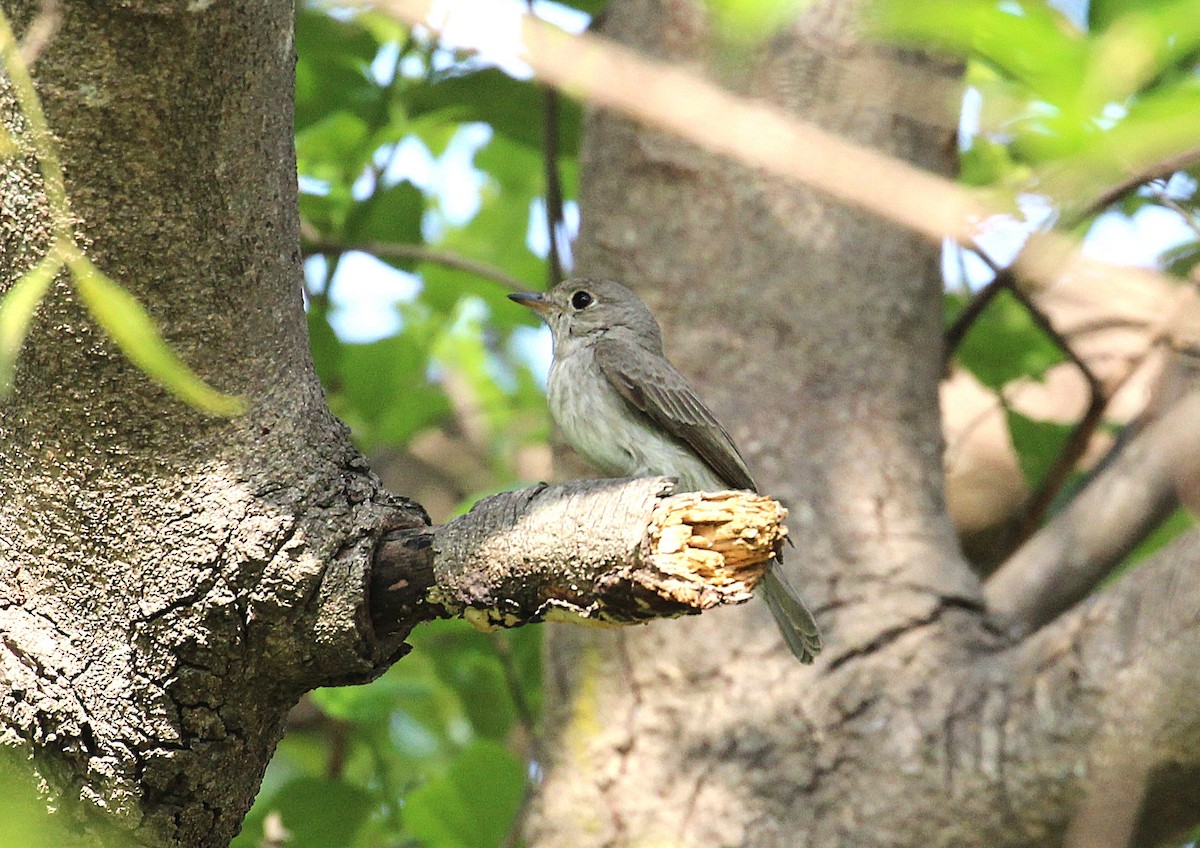 Asian Brown Flycatcher - ML634081671