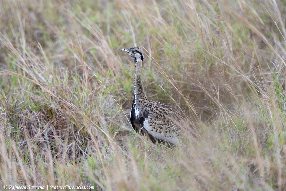 Black-bellied Bustard - ML634081680