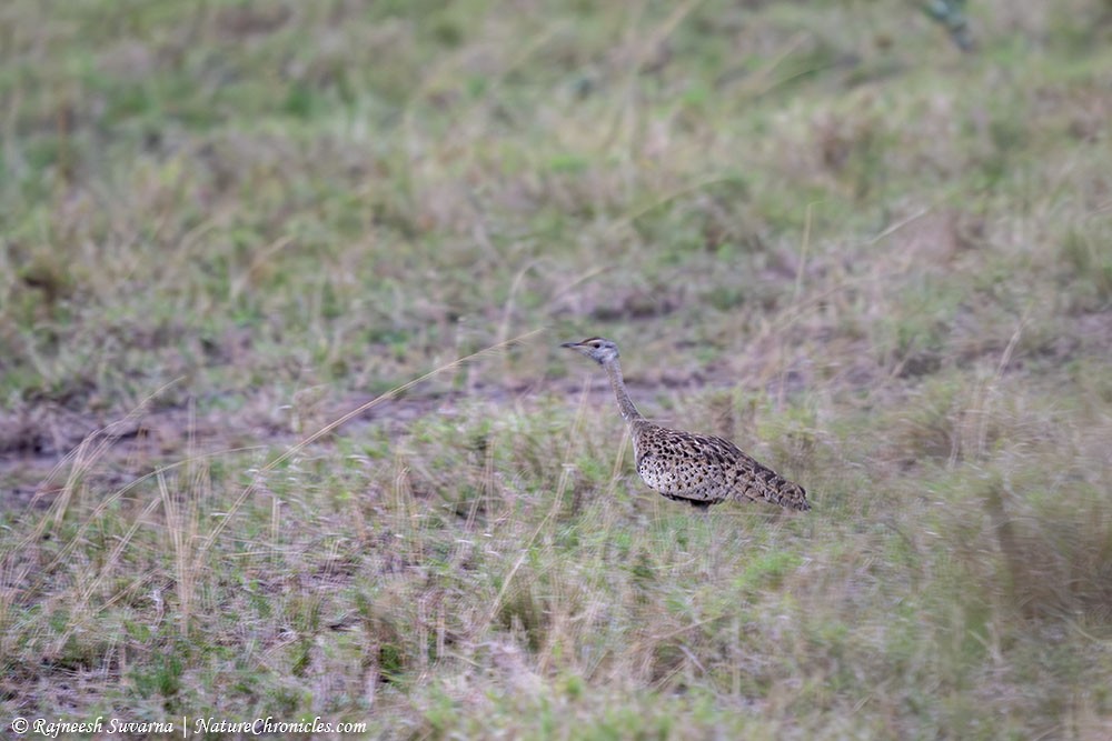 Black-bellied Bustard - ML634081681