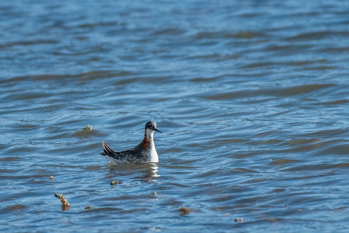 Red-necked Phalarope - ML634081683