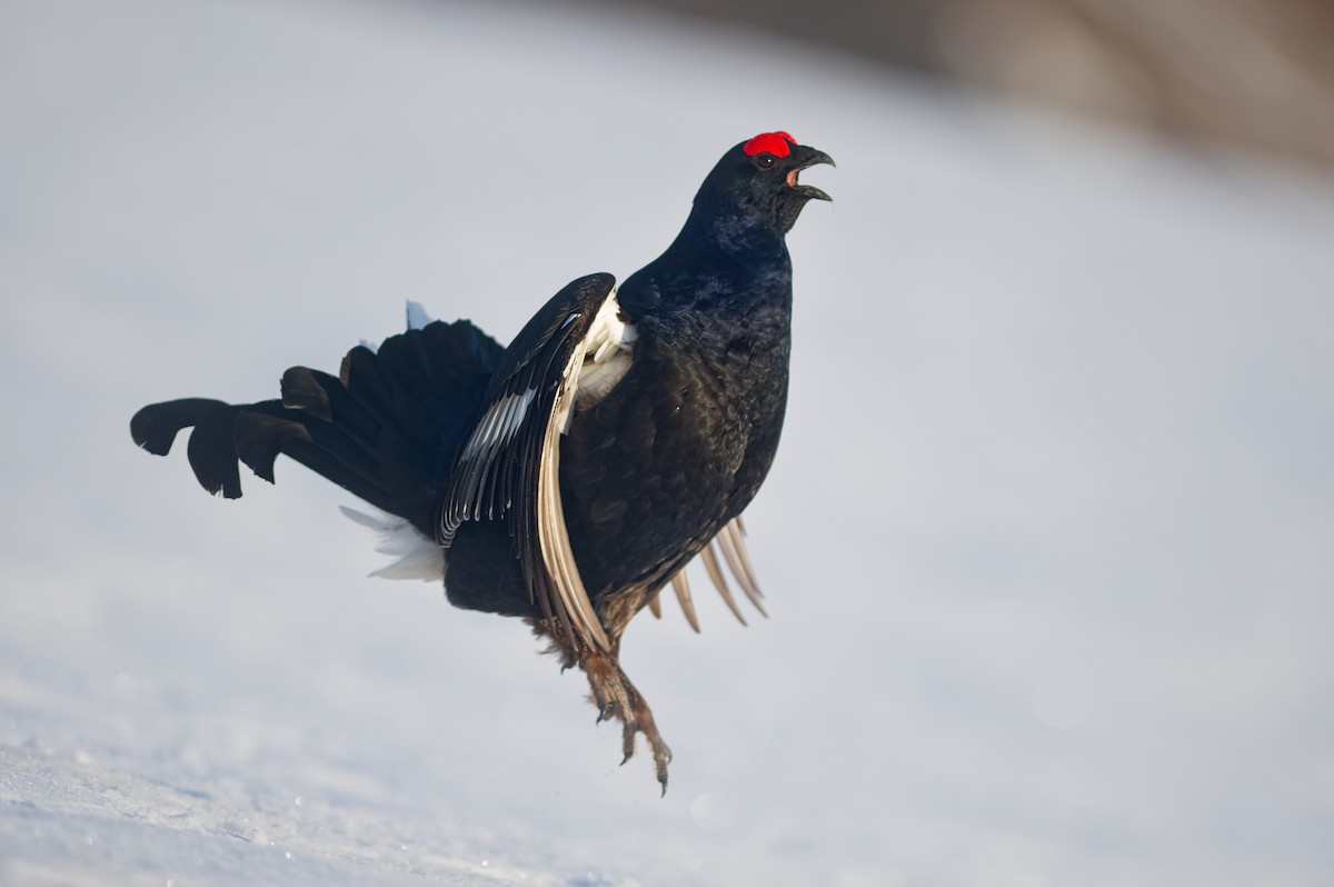 クロライチョウ - ML634081684