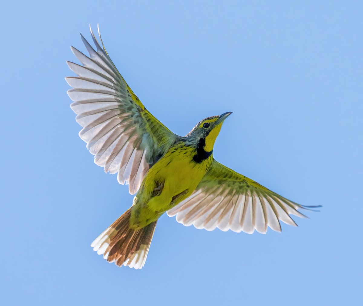 Yellow-throated Longclaw - ML634081707