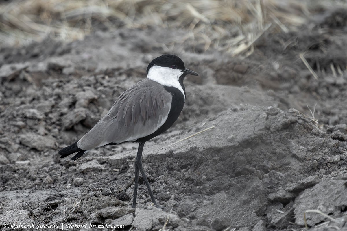 Spur-winged Lapwing - ML634081719
