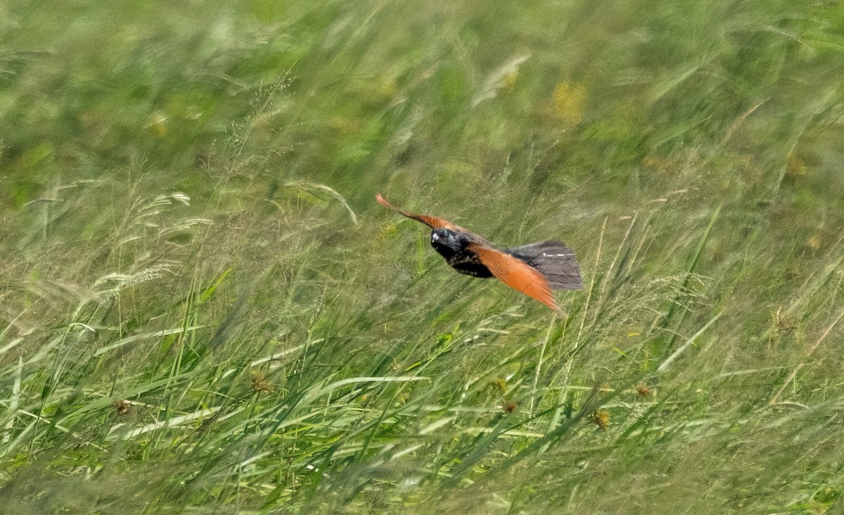 Black Coucal - ML634081735