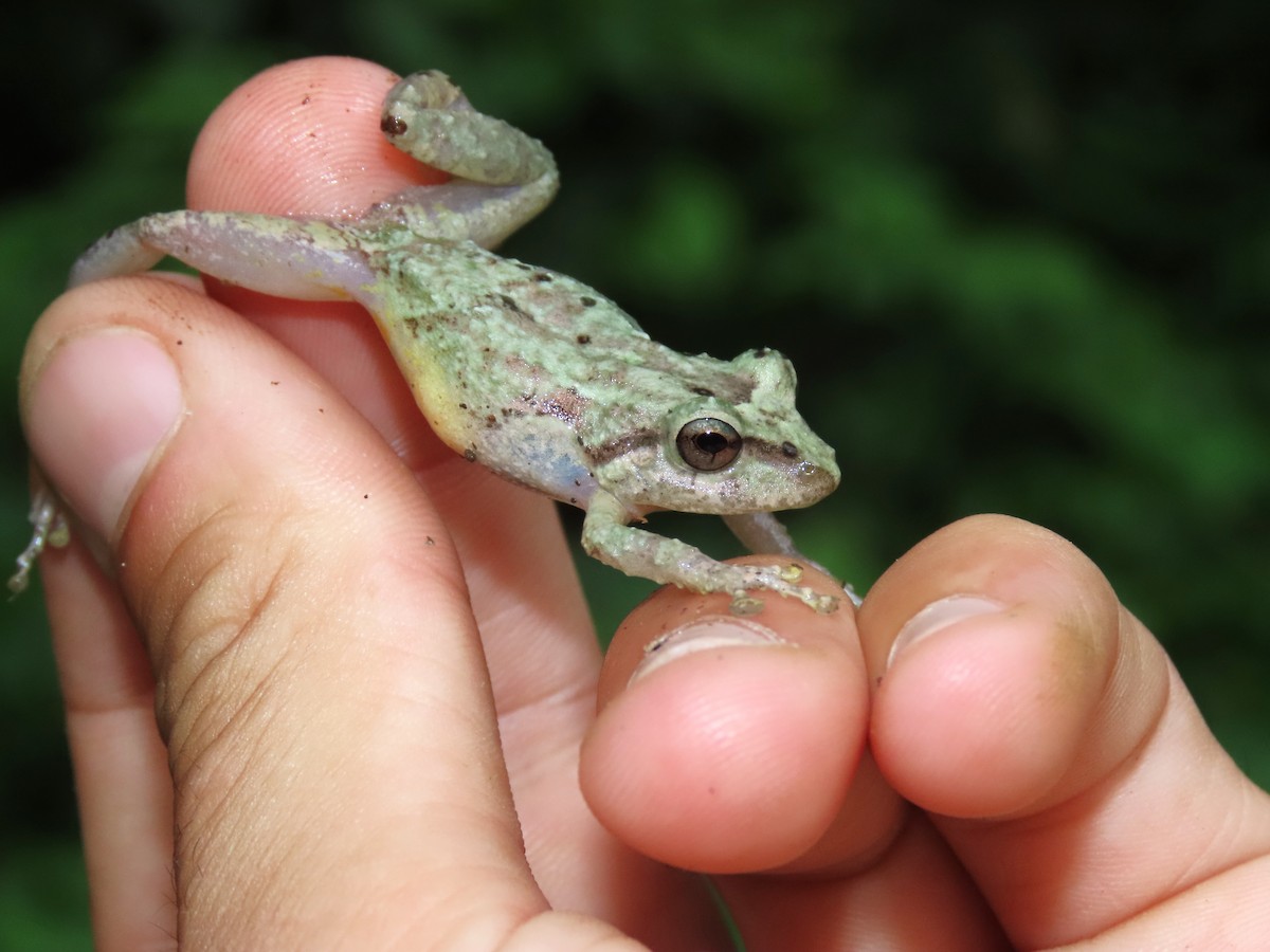 Rain and Robber Frogs - ML634081755