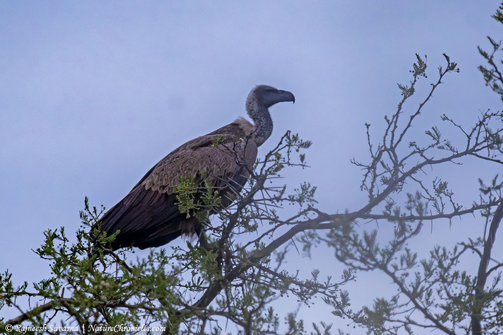 White-backed Vulture - ML634081789