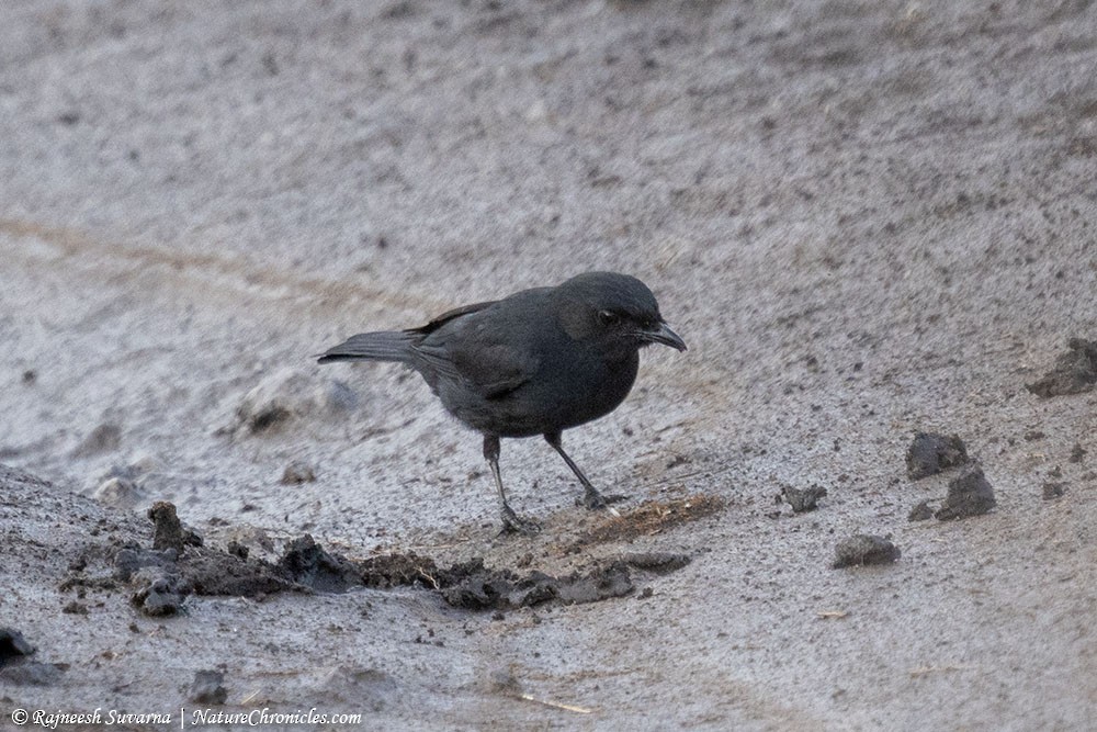 Northern Black-Flycatcher - ML634081853
