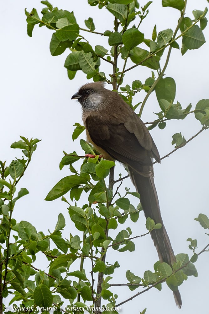 Speckled Mousebird - ML634081858