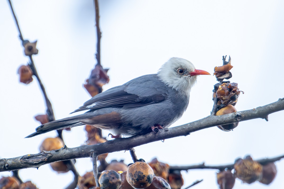 White-headed Bulbul - ML634081955