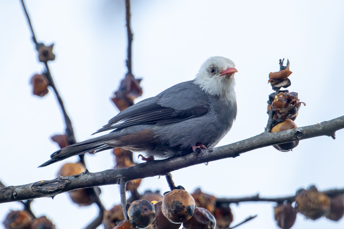 White-headed Bulbul - ML634081956