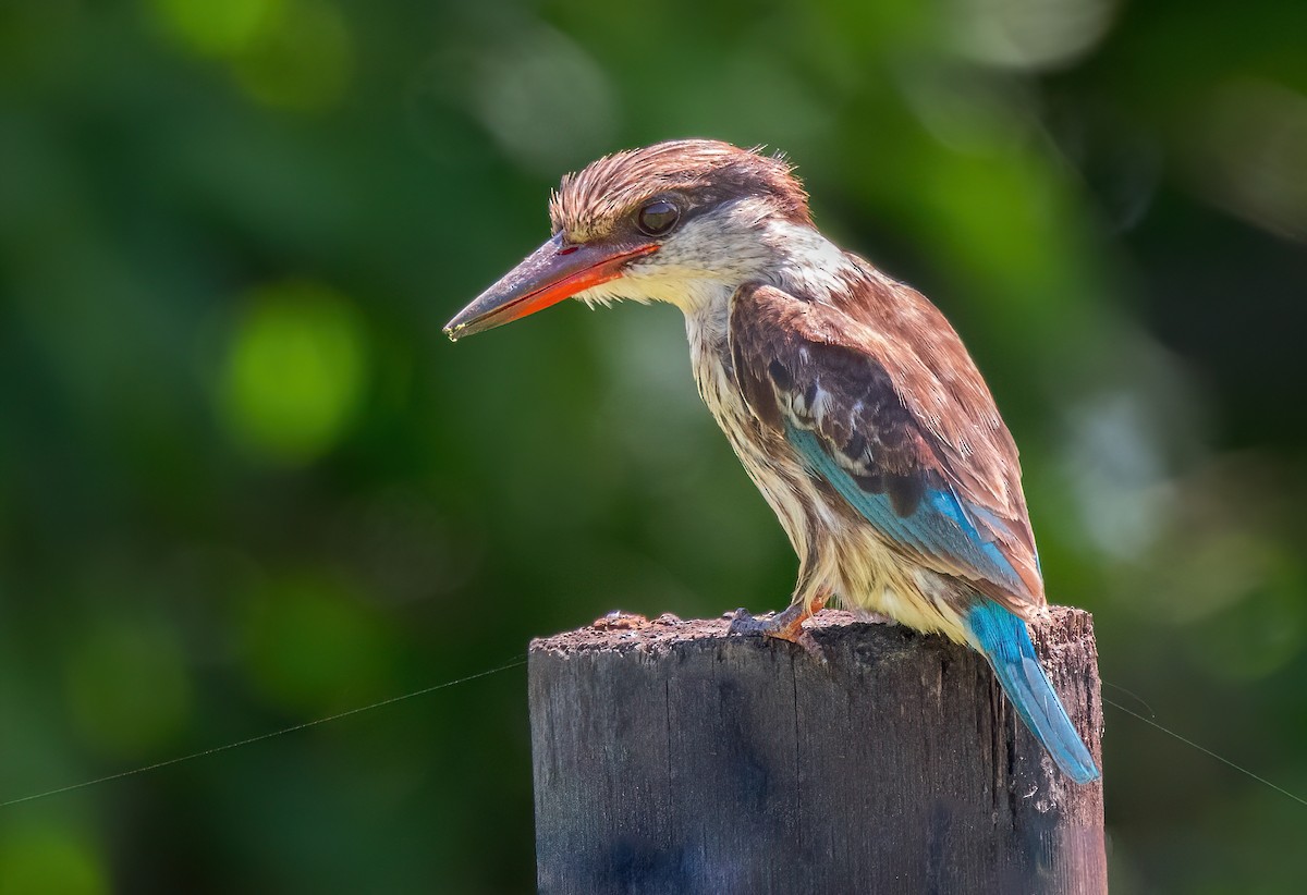 Striped Kingfisher - ML634081959