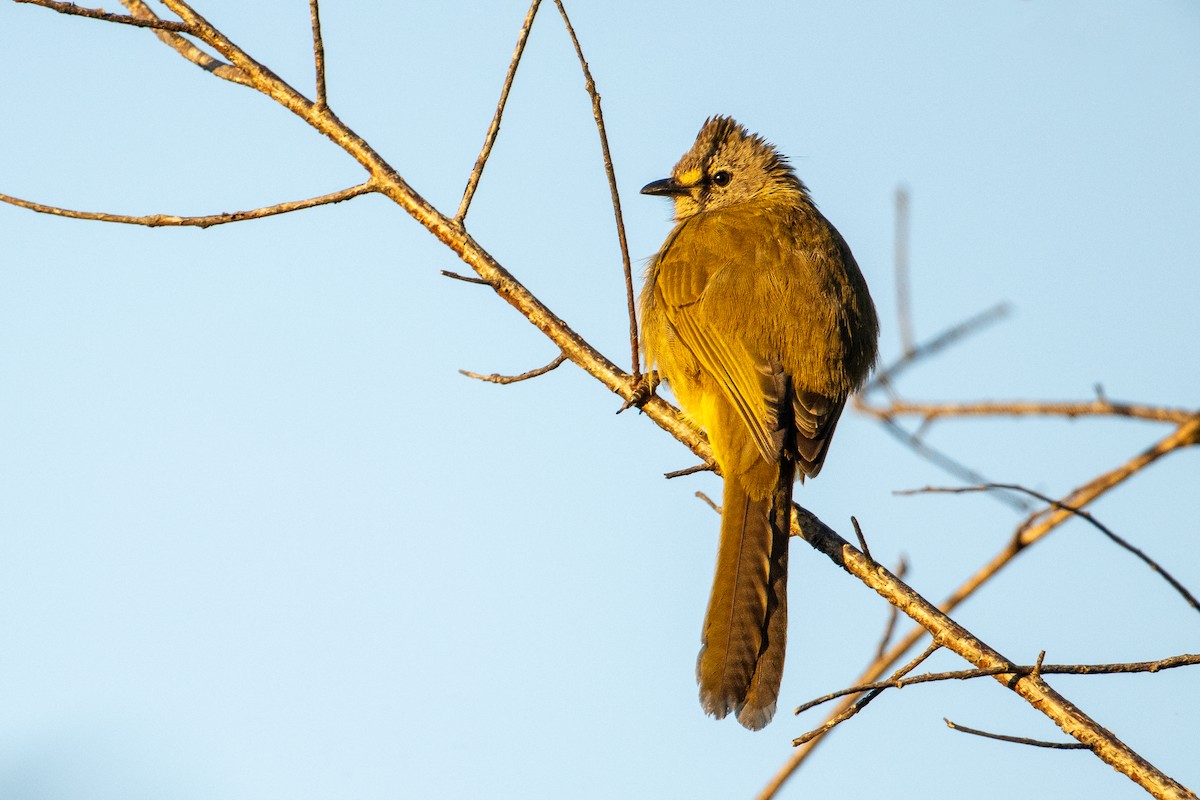 Flavescent Bulbul - ML634081985