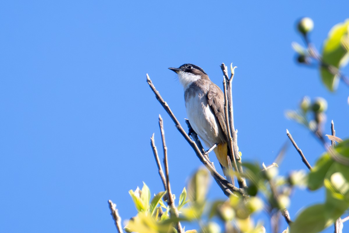 Brown-breasted Bulbul - ML634082003