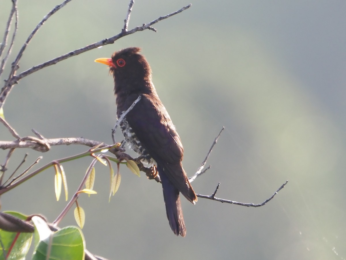 Violet Cuckoo - ML634082014