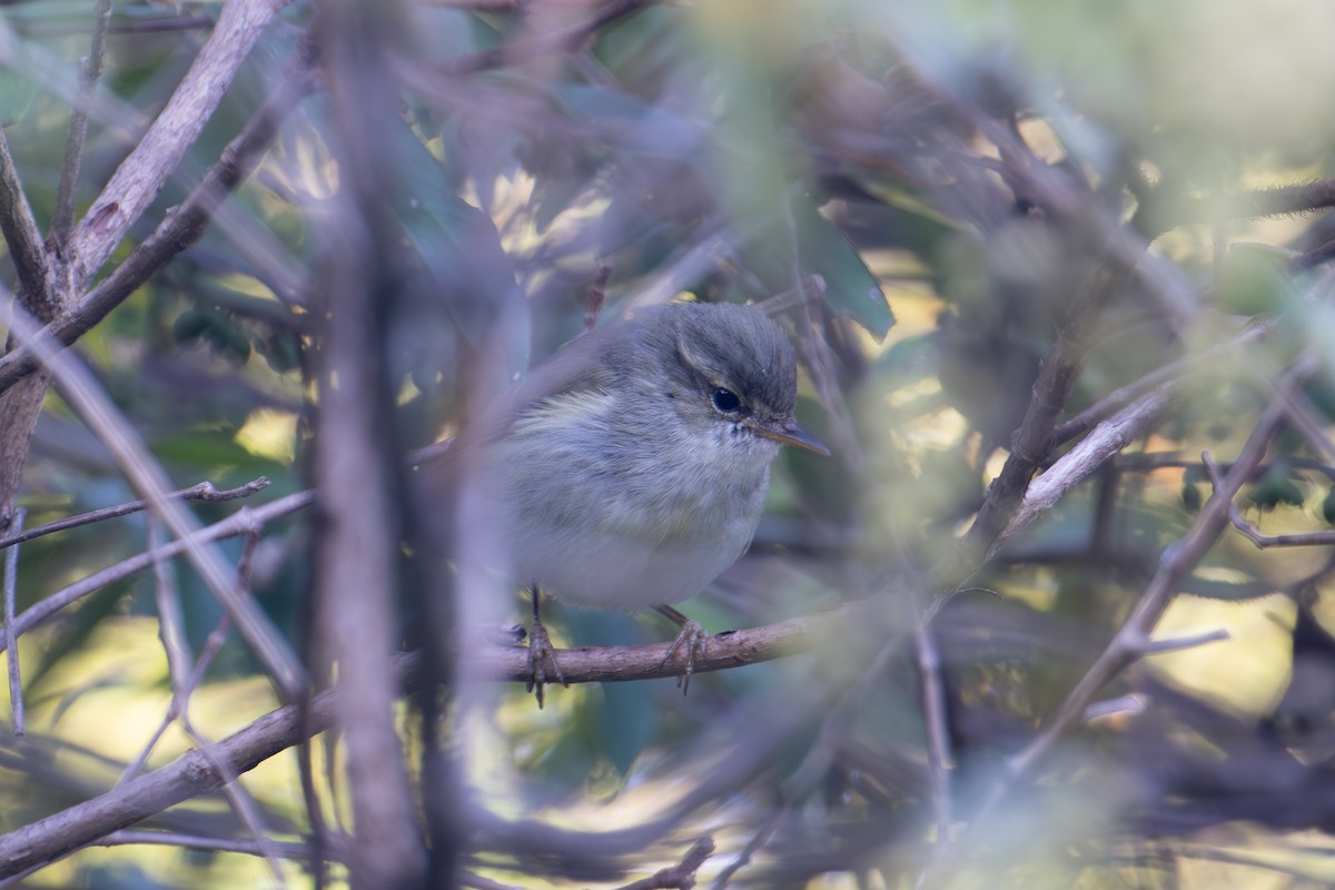 Blyth's Leaf Warbler - ML634082017