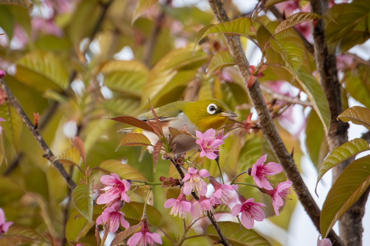 Chestnut-flanked White-eye - ML634082030