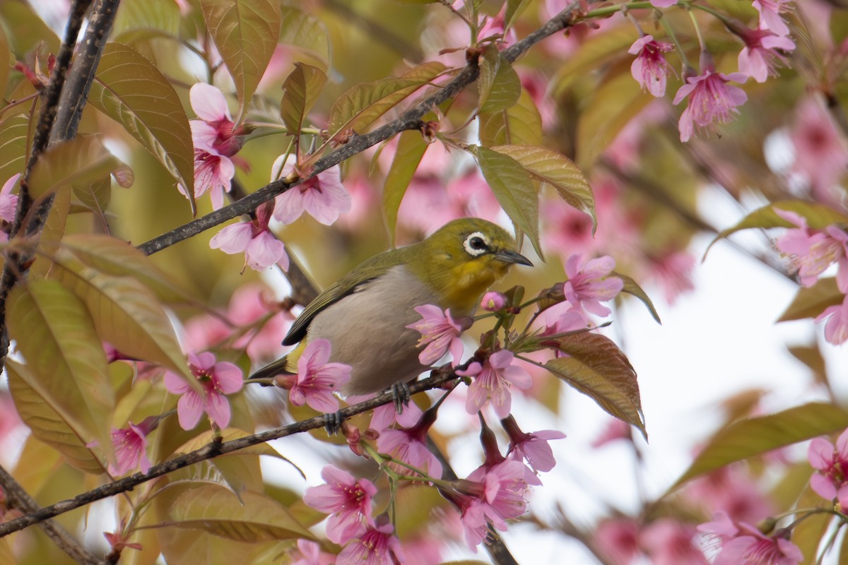 Swinhoe's White-eye - ML634082041