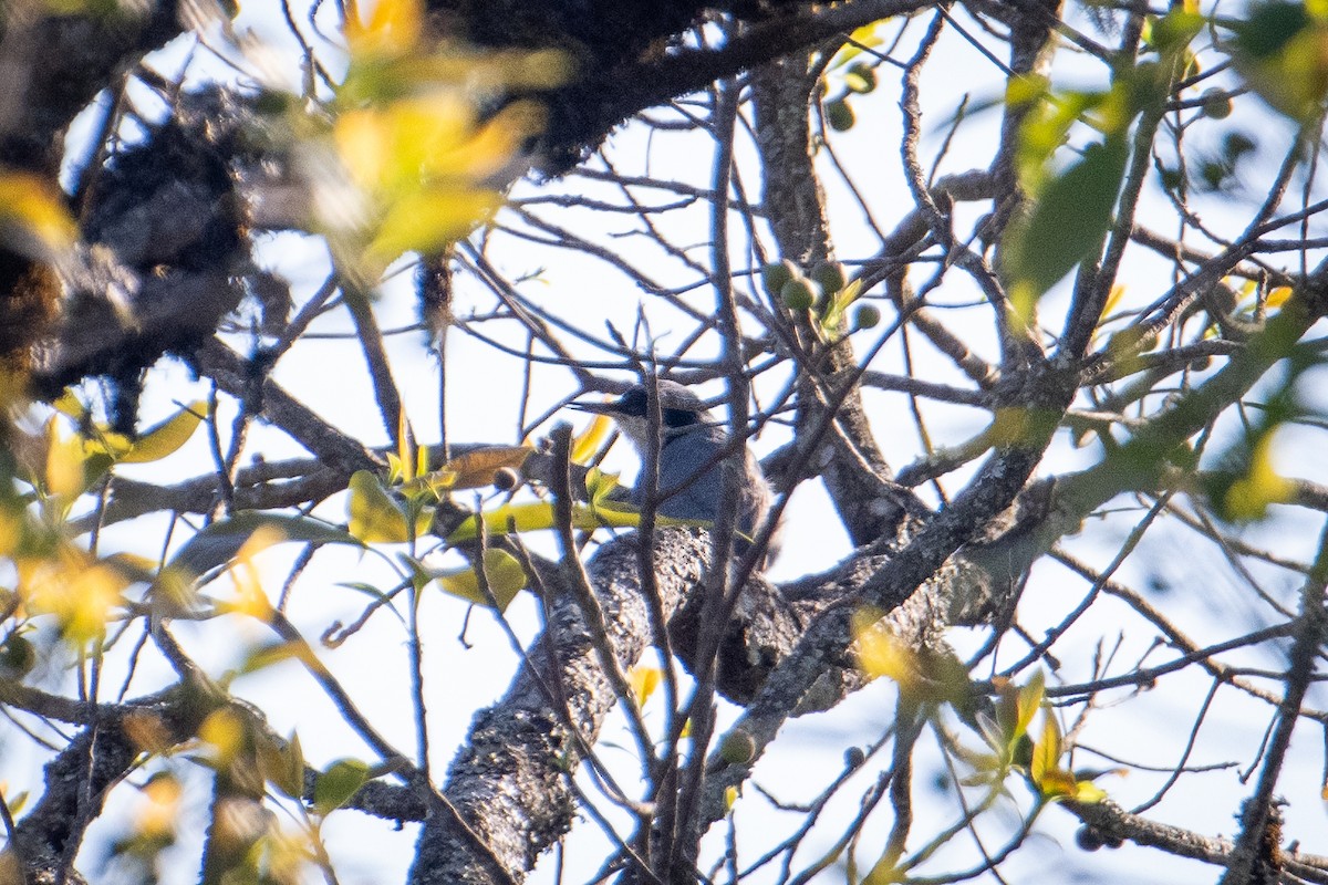 Giant Nuthatch - ML634082061