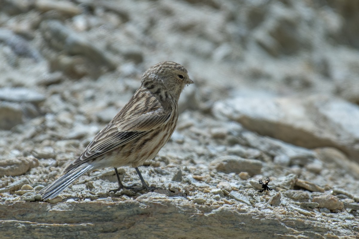 Twite - ML634082072
