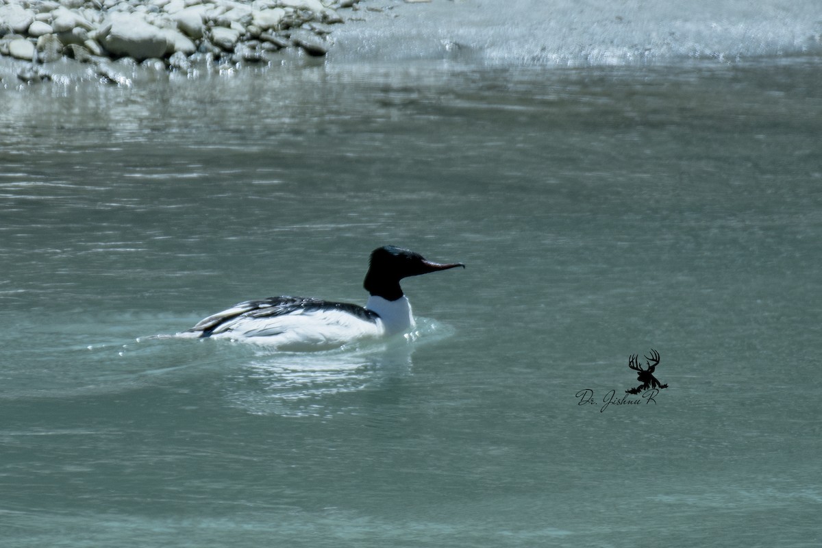 Common Merganser - ML634082080