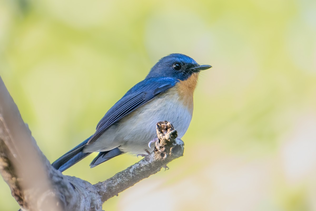 Hill Blue Flycatcher - ML634082088