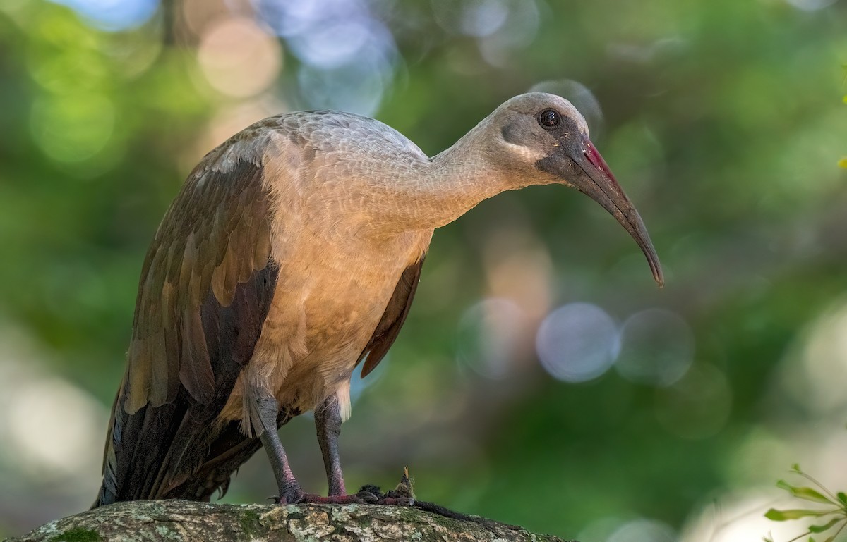 Hadada Ibis - ML634082091