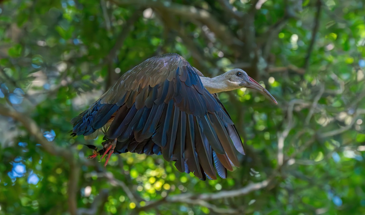 Hadada Ibis - ML634082092