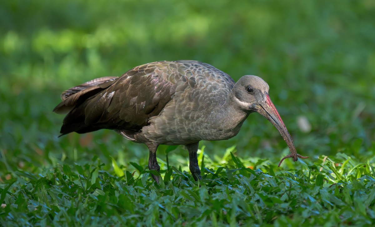 Hadada Ibis - ML634082093