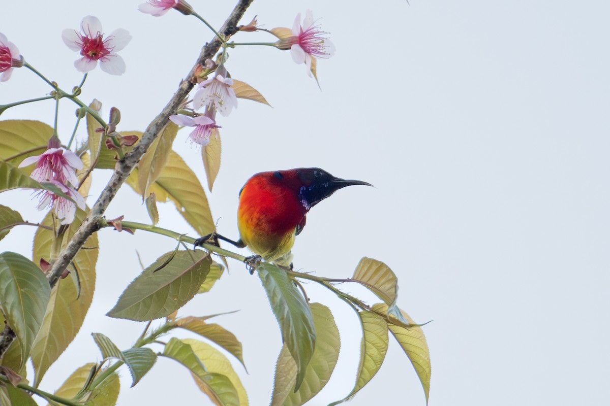 Mrs. Gould's Sunbird (Scarlet-breasted) - ML634082100
