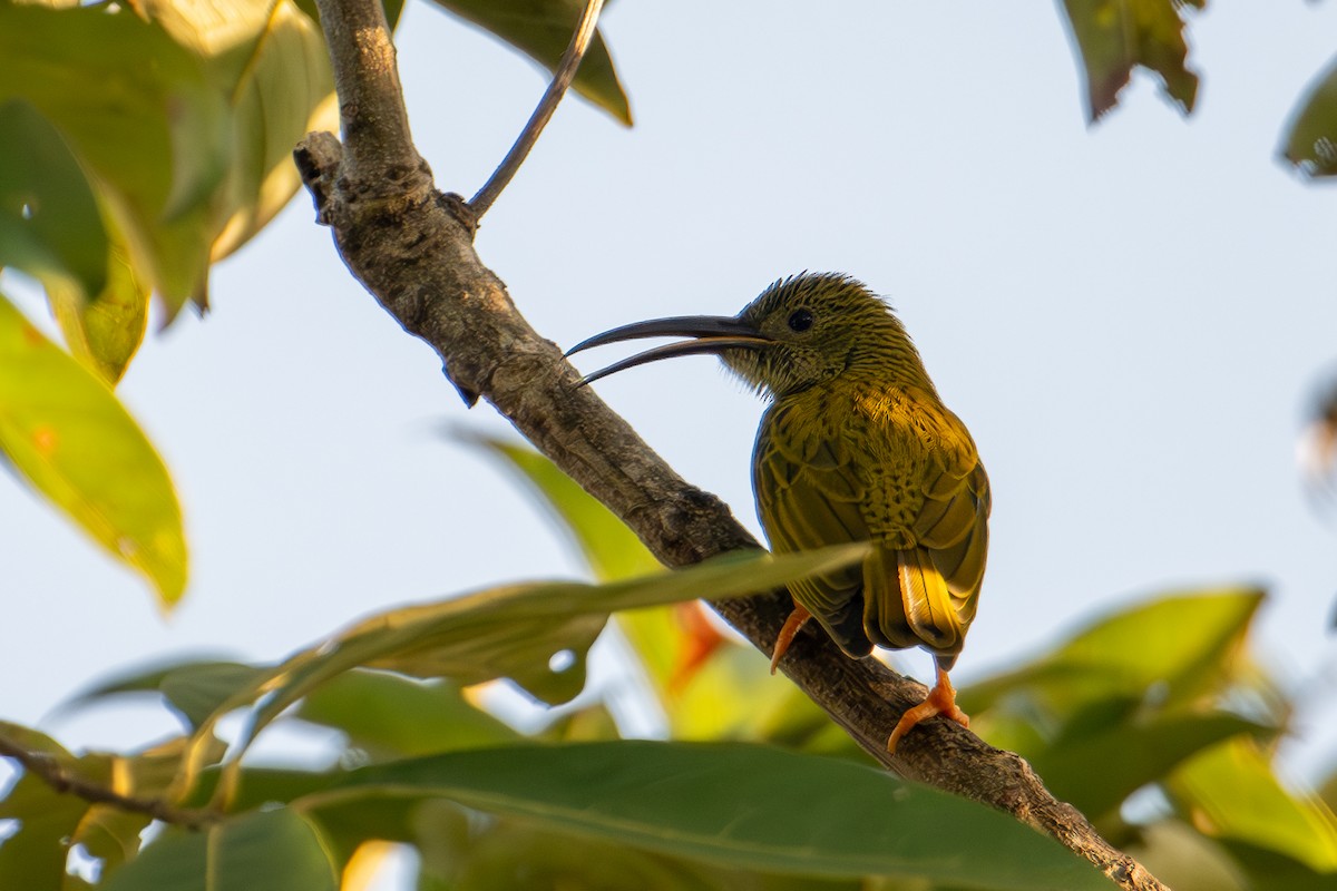 Streaked Spiderhunter - ML634082109