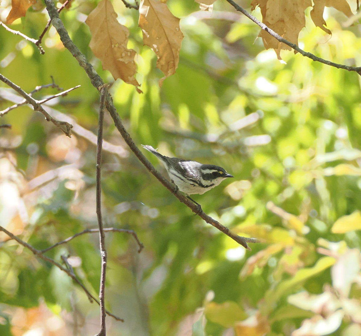 Black-throated Gray Warbler - ML634082120