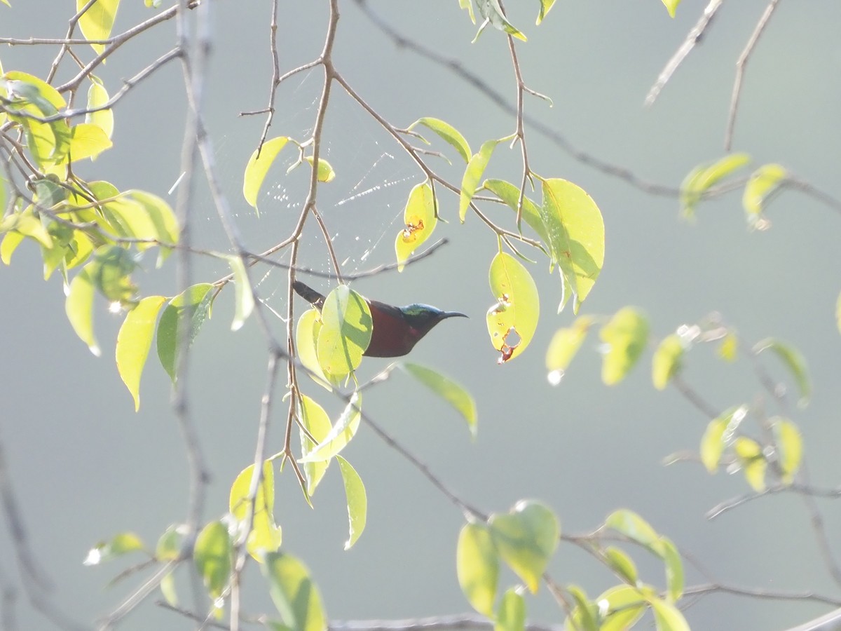 Van Hasselt's Sunbird - ML634082124