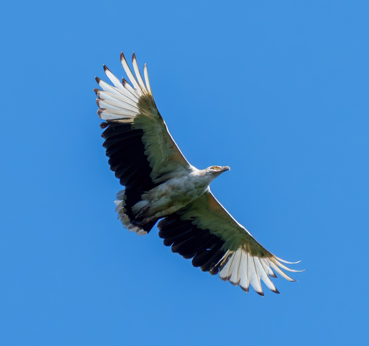 Palm-nut Vulture - ML634082132