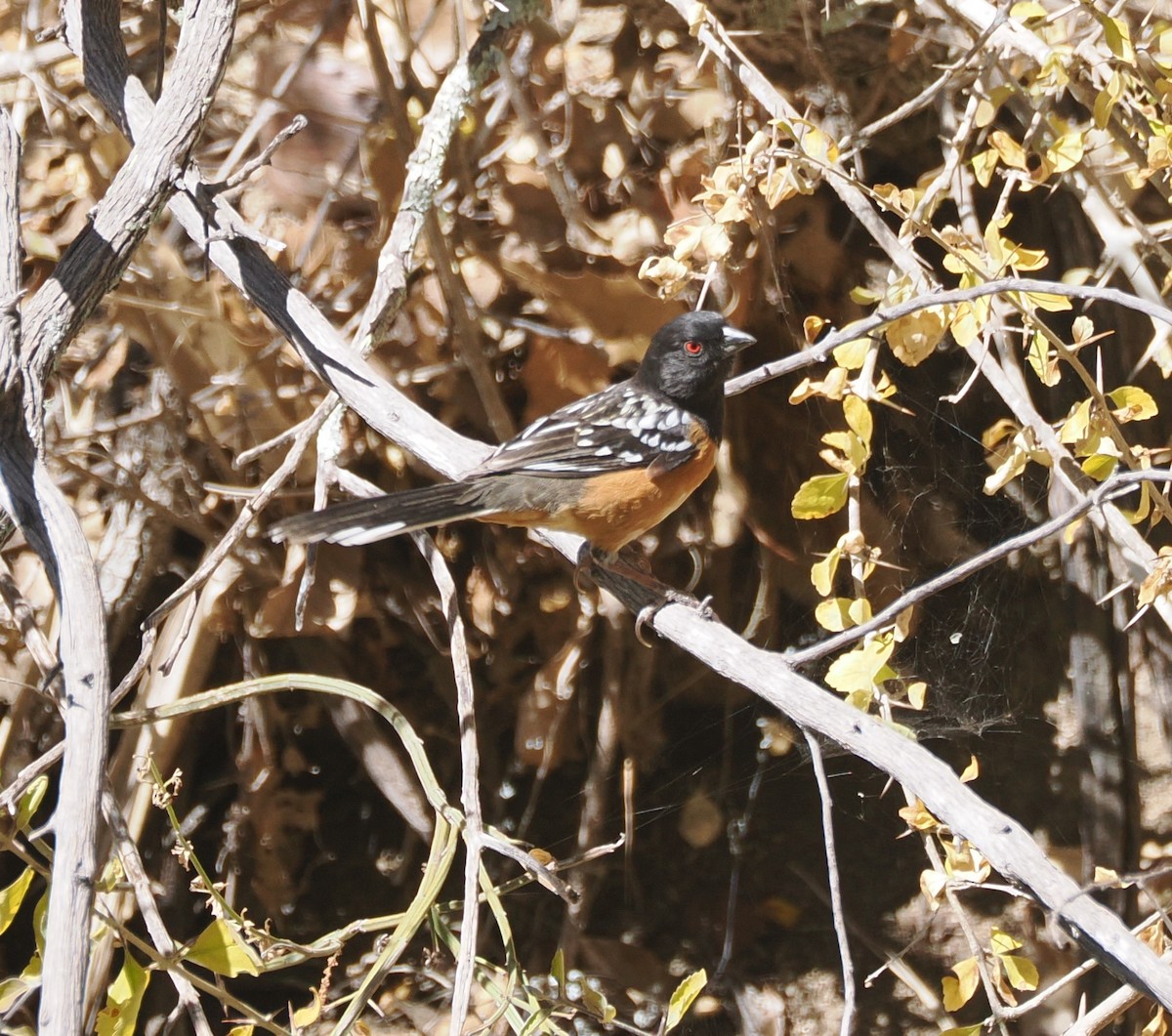 Spotted Towhee - ML634082135