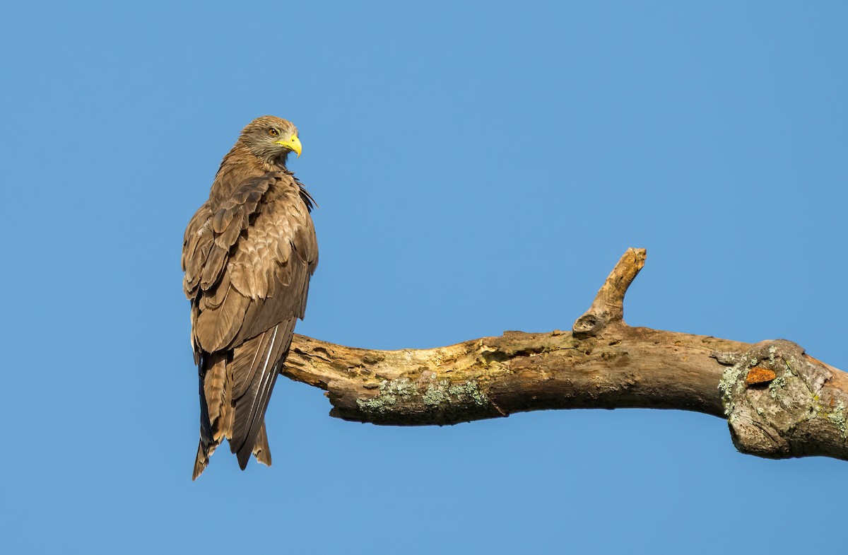 Black Kite (Yellow-billed) - ML634082160